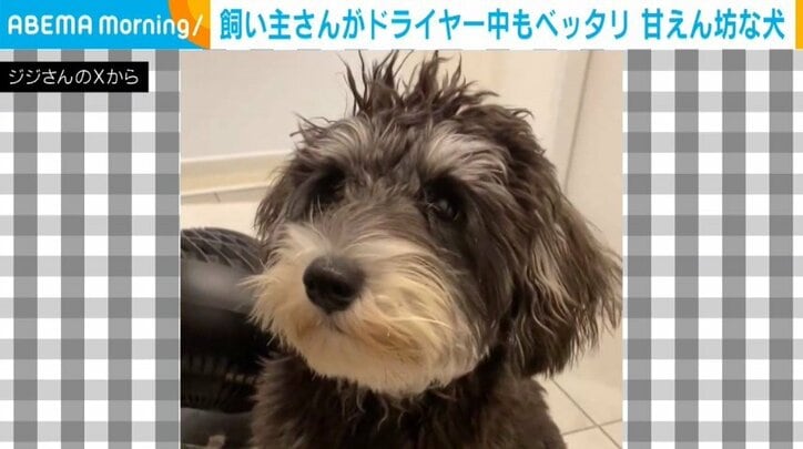 【写真・画像】「早く終わらないかな〜」甘えん坊な犬の“かまって視線”に飼い主ほっこり　1枚目