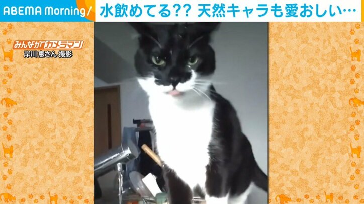 猫「あれっ?いまどうなってた?」水を上手に飲めない“天然っぷり”に飼い主ほっこり