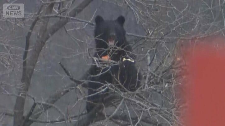 クマ駆除　岩手県警ライフル部隊が初出動　クマが引き寄せられる柿、収穫代行も