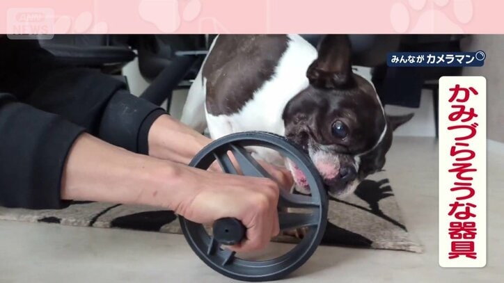 かみづらそうな器具をガブガブ