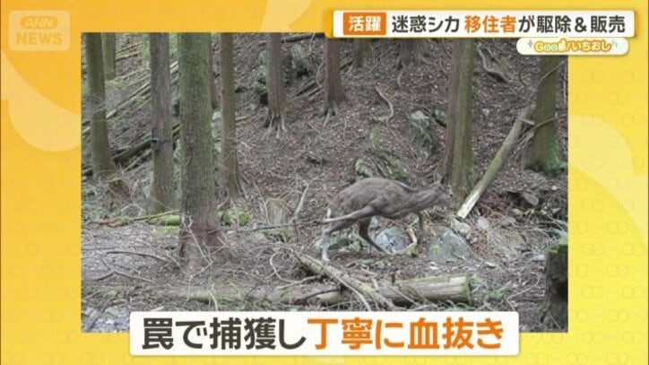 罠で捕獲し丁寧に血抜き