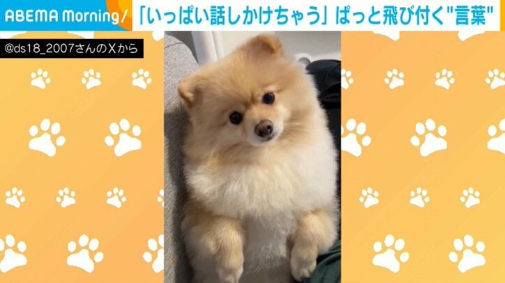 ポメラニアンのぱっちゃん