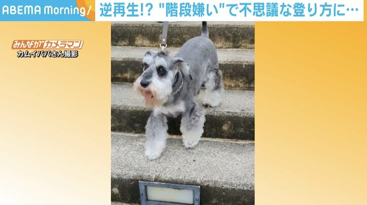 登りづらくない？ “階段嫌い”なワンコの珍行動に飼い主「怖くて見たくないのかな」