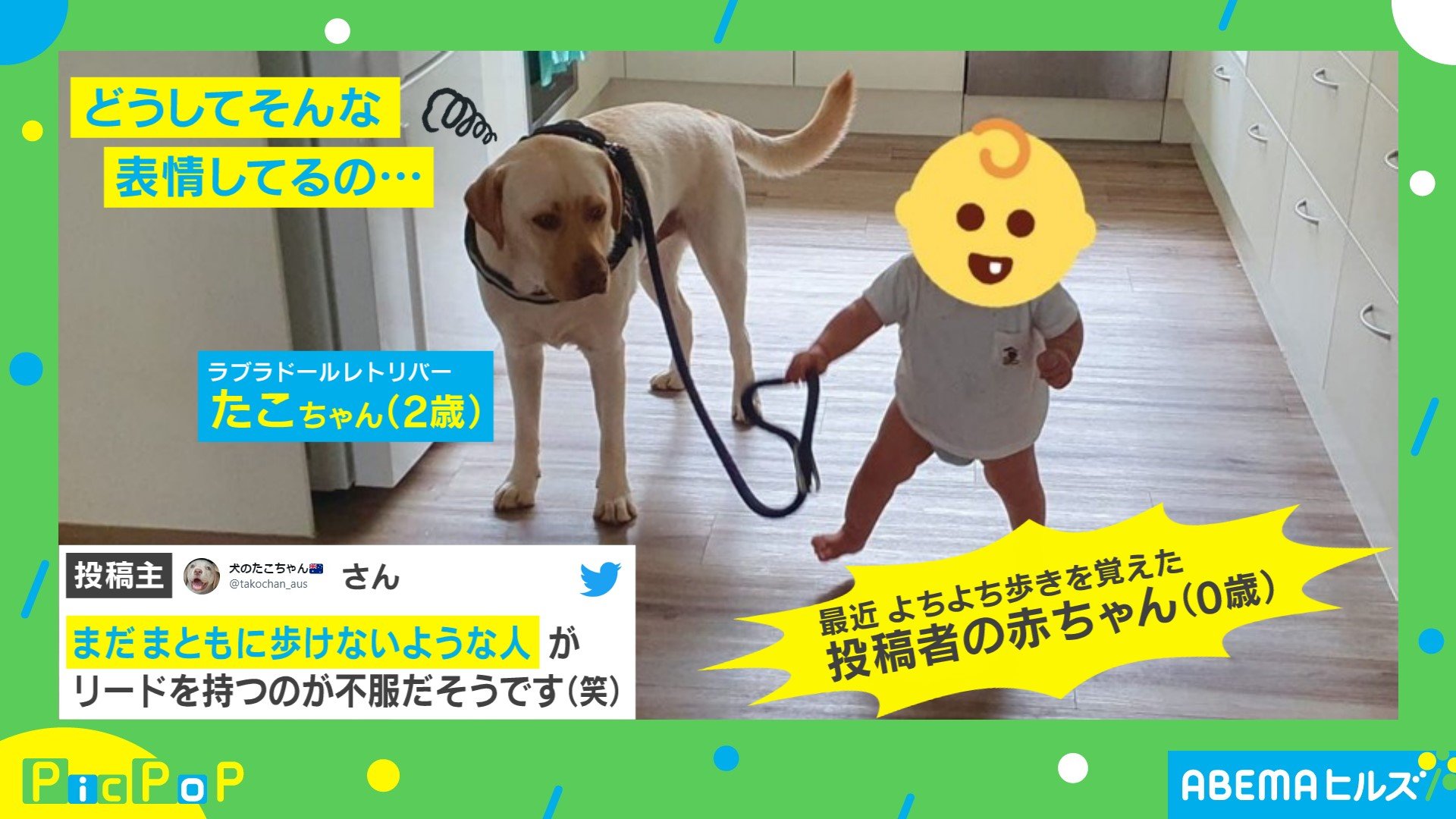 飼い主 私の真似かと リードの先には 赤ちゃん 犬の表情 にネット民悶絶 話題 Abema Times