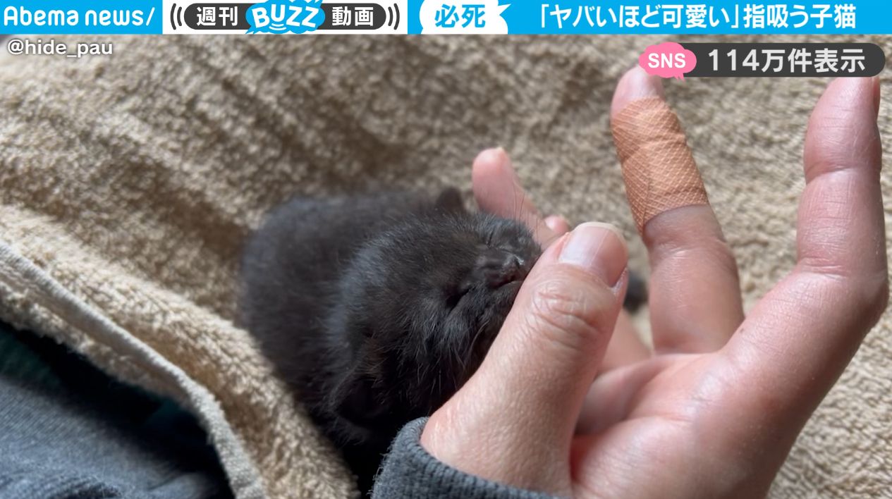 手のひらサイズの生まれてまもない赤ちゃん猫、飼い主さんの指を