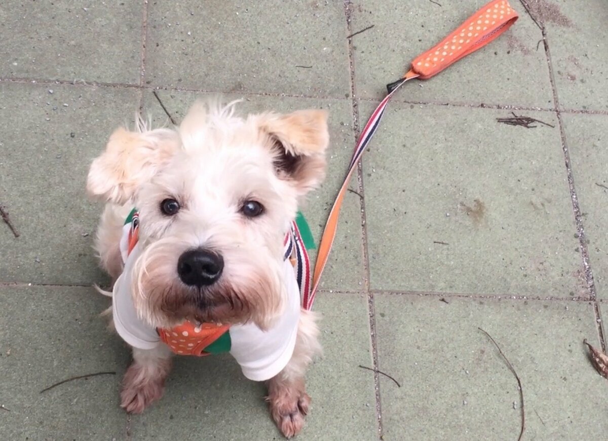 すごいでしょ 芸達者な犬ハッピー ドヤ顔で再び得意芸を披露だワン その他 Abema Times