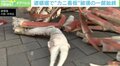 カニの脚がバラバラに…大阪道頓堀で“看板”破壊 悪質行為に社長「絶対に許せない」