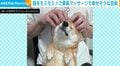 マッサージを受ける豆柴 “幸せそうな顔”をする姿に「癒される~」「なんてかわいいの」と反響