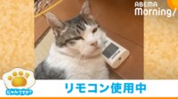 【映像】エアコンのリモコンを枕代わりにしてウトウトする猫