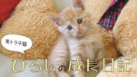 茶トラ子猫ひろしの成長日記 | AbemaTV