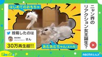 【映像】初めてのおもちゃで遊ぶ猫の驚いたときの“リアクション”