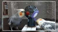インコ2羽で“エンドレスガチャ”