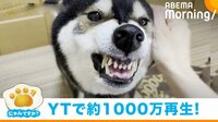 柴犬「タイガ」くんが家族にだけ見せる“ガルガル”