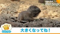 体長約10センチ 赤ちゃん同士でじゃれあう「プレーリードッグ」