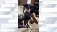 【映像】猫の姉弟愛 姉を気遣い毛布を掛ける優しい弟