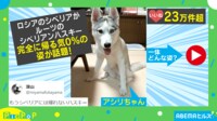 【映像】コタツに頭を突っ込んだシベリアンハスキー