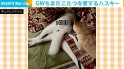 ゴールデンウィーク、毎日こたつに飛び込むシベリアンハスキーがSNSで話題「こたつ厨を眺める柴の顔好きw」「4日目のシッポの脱力感にすごく共感」