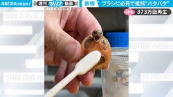 赤ちゃん亀が「オワァァア！」ブラシに全力抵抗 「健康のためには…」飼い主も必死