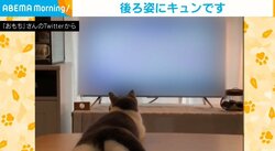 「おちりがかわいい」テーブルに足を投げ出して寝転がる猫 肉球＆お尻丸見えの後ろ姿に癒やされる人続出