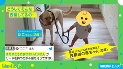  飼い主「私の真似かと」リードの先には…赤ちゃん？ “犬の表情“にネット民悶絶