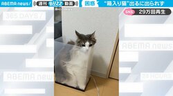 し、しまった…。箱にハマって呆然とする猫の表情が「困ったときの顔って人間の子どもも猫も同じ」と話題