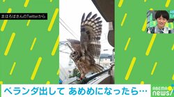 ベランダで羽を広げるミミズク ゲリラ豪雨を楽しむ姿に「嬉しそうにどや顔」「気分は飛んでる」と驚きの声