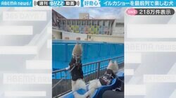 「好奇心旺盛！」イルカショーを楽しむシベリアンハスキーに「しっぽゆらゆら！」「イルカさん見ている横顔を想像してしまった」と反響