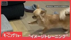 “イメトレ”してるの？　距離を測って…ジャンプ！　ソファが大好きなワンちゃん