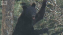 クマが柿の木登り大暴れ　“食への執念”？冬眠遅く12月も出没か