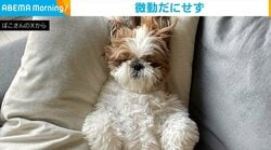 掃除のため犬をソファーに移動→“微動だにせず”熟睡する姿にほっこり