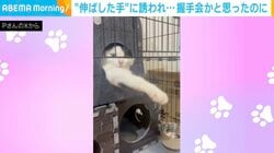 「握手会NG！？」前足をピーンと伸ばす猫、絶妙なタイミングでの“塩対応”に飼い主ショック