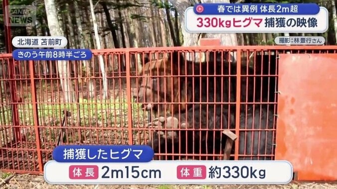 捕獲したヒグマ