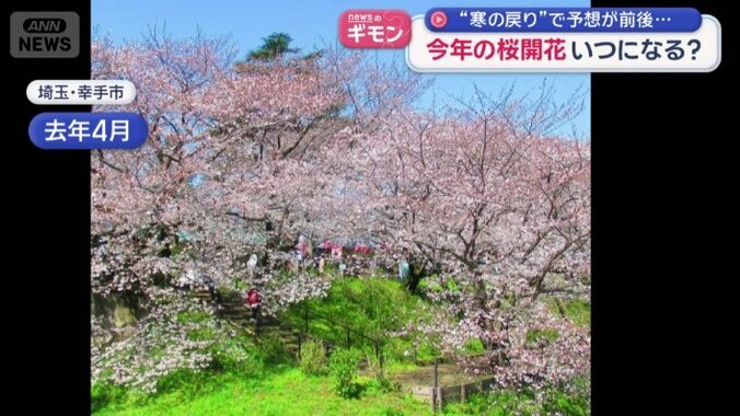 去年4月4日に撮影されたソメイヨシノ