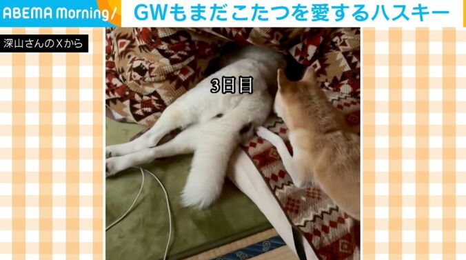 シベリアンハスキーのアシリちゃん