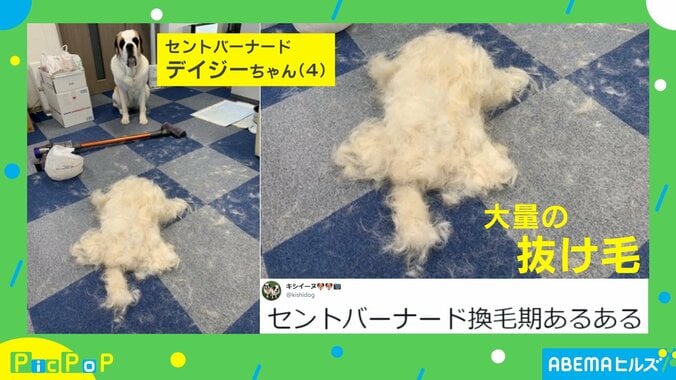 影分身だワン！ セントバーナードの“抜け殻”が話題 投稿者「まだ半分満たないくらい」 1枚目