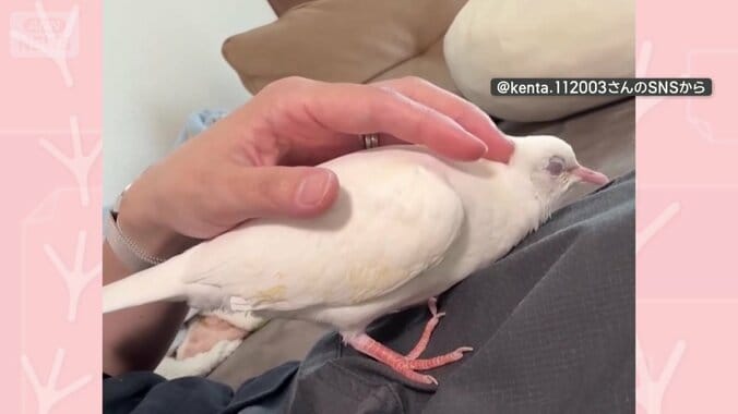 なでられて気持ち良さそう