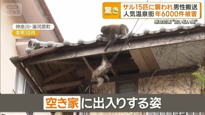 空き家に出入りするサル