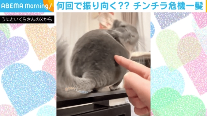 チンチラのいくらちゃん（6歳）