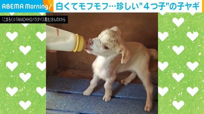 生後約1カ月の子ヤギ