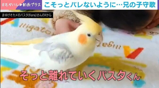 逃げるインコ