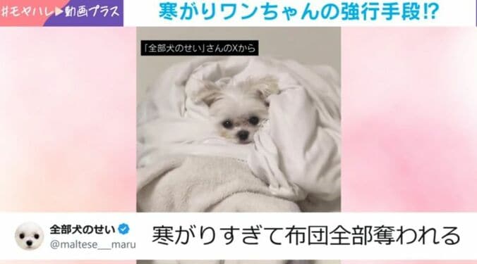 マルチーズのまるくん