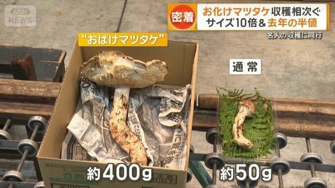 “おばけマツタケ”