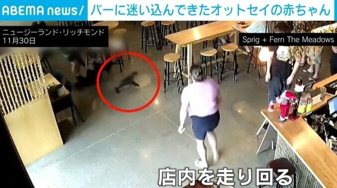 走り回る赤ちゃんオットセイ