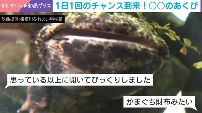 オオサンショウウオ