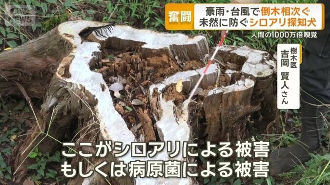 シロアリが木の傷口から侵入か