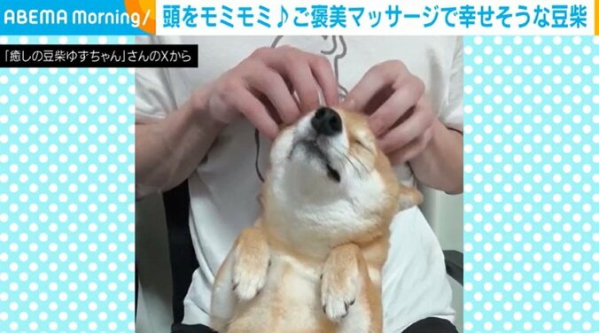 豆柴のゆずちゃん