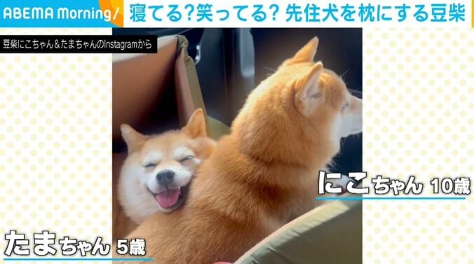 寝てる？笑ってる？豆柴が先住犬を枕にする様子に「たまらん…！」「なんて癒しの動画」と絶賛の声 2枚目