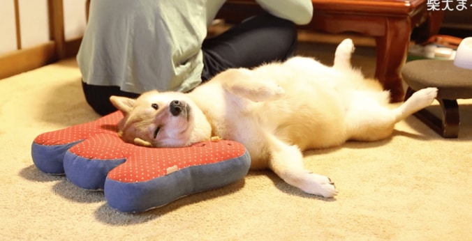 柴犬まる「まるくなってみたワン」可愛すぎて海外ファンからラブコールが止まらない 6枚目