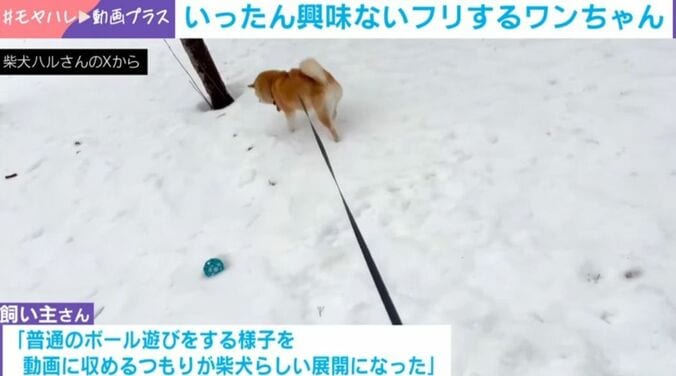 柴犬のハルちゃん