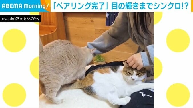 ナナちゃんとテンちゃん